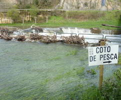 Suelta de 2.000 alevines de trucha autóctona en el río Narcea